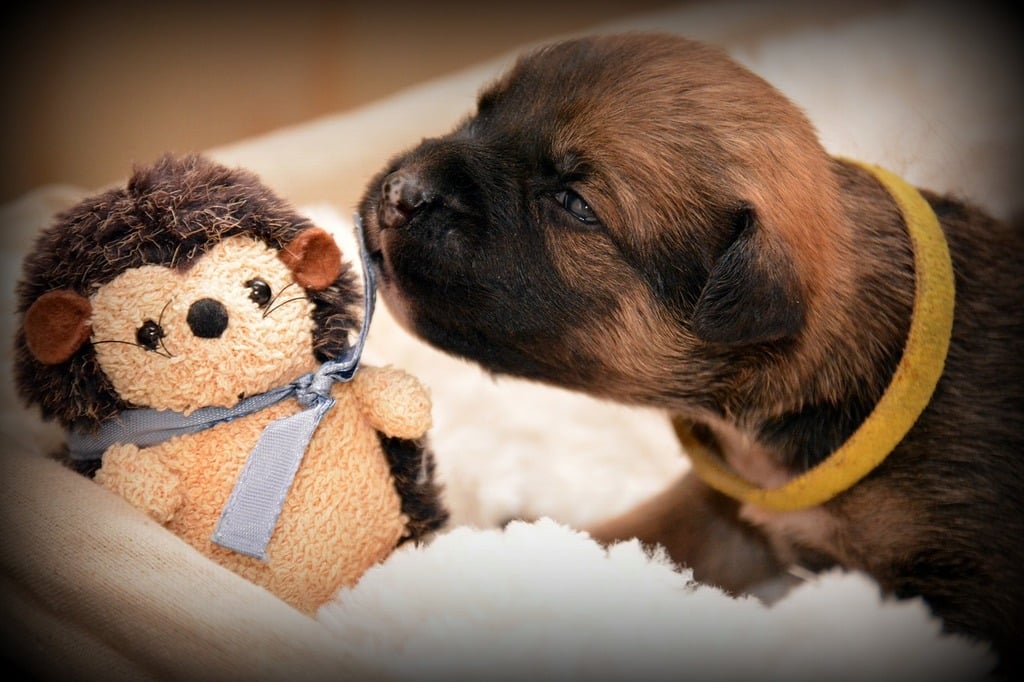 Top 5 Must Haves for any Dog Parent